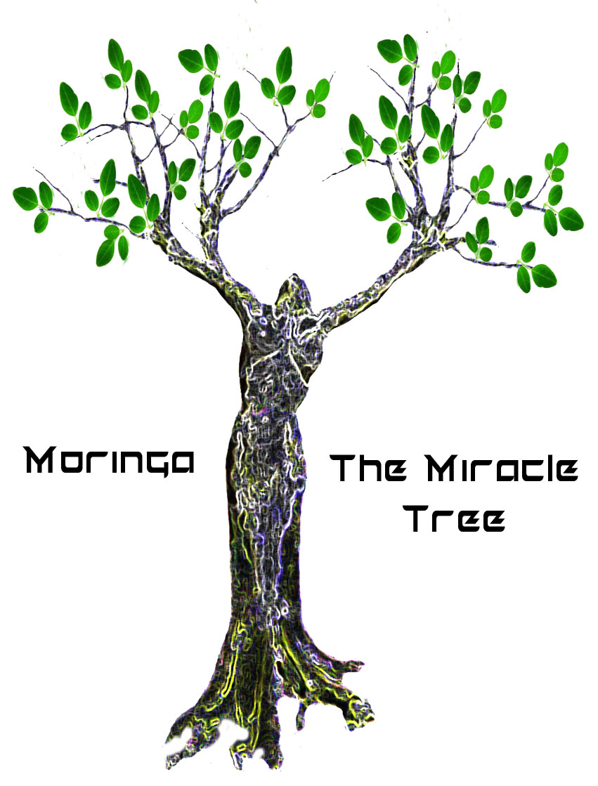 moringa miracle tree